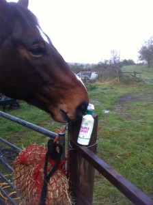 Clicker training is a very positive way to help horses get used to things that might otherwise be very scary – like getting used to spray bottles.