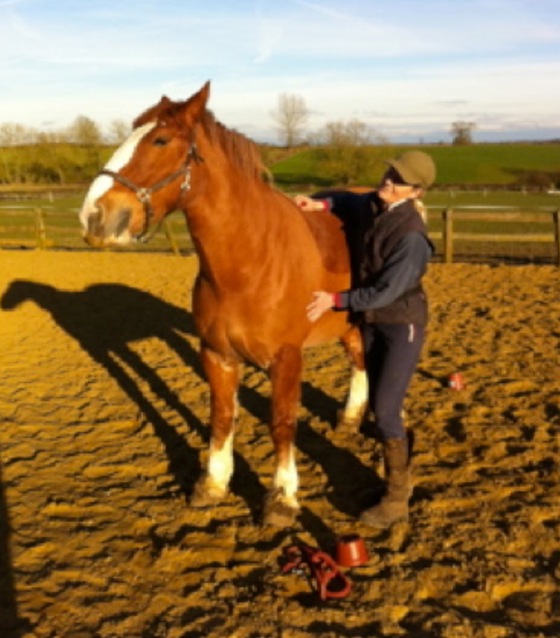 This type of learning is known as 'instrumental learning' meaning it encourages the horse to learn by 'trial and error' this boosts confidence and sets off a chain of pleasurable chemical reactions in the brain leading to wanting to learn more.